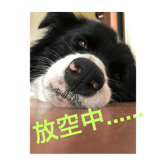 我是鄉下狗QQ
