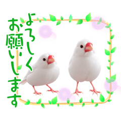 piyopiyo_20260823201820
