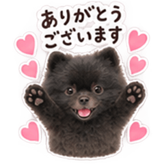 Black Pomeranian Daily Stickers