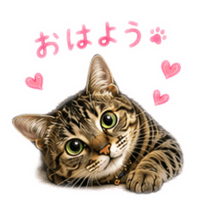 Rikko_20260824104654