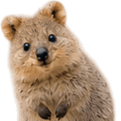 Everyday Quokka Messages 4