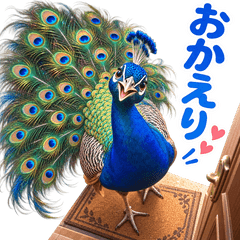 Elegant Peacock Daily Stickers