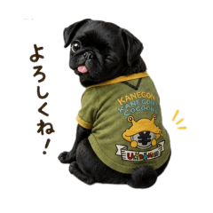 Cute Black Pug in Green