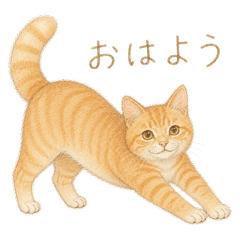 Everyday Fluffy Ginger Cat