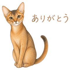 Everyday Abyssinian Stickers