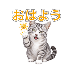 Rin the Silver Tabby
