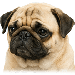 Pug dog. Sticker