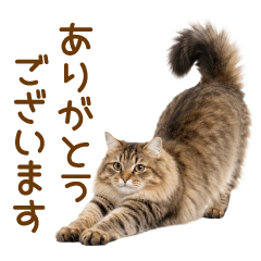 Siberian 2(everyday)