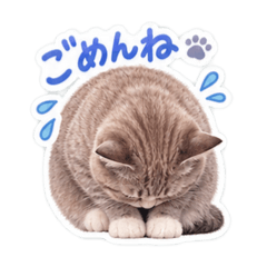 My Beloved Cat : Chai