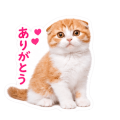 pikkori-to