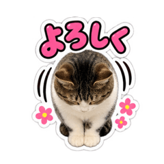 ROYALcat family_20260825094345