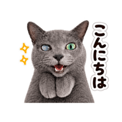 My Cat Little Moments