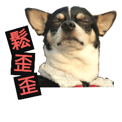 Chihuahua expression package