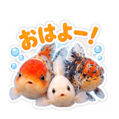 kokezo_20260825112909