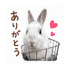 Usagi_no_totoro