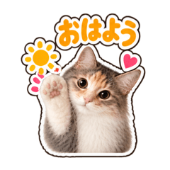 ALMOND185764640