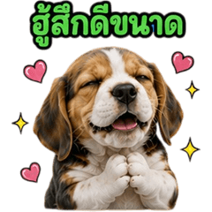 cute Beagle dog V.8
