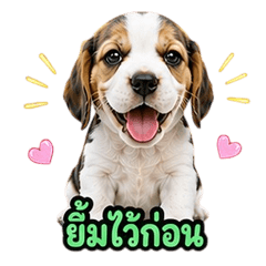 cute Beagle dog V.9
