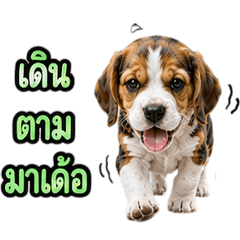 Adorable Beagle dog V.2