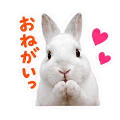 Usagi_no_totoro3
