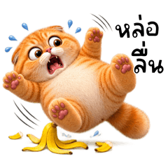 Oranges cat cute