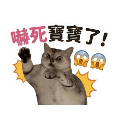 貓咪日常反應包