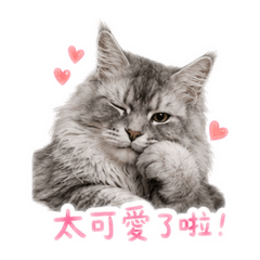 緬因貓63與帥帥