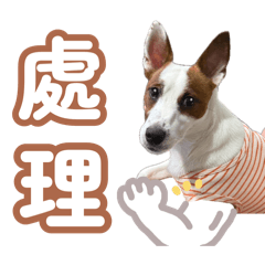 小鈞的小托托