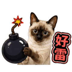 暹羅貓小白_14_感覺篇
