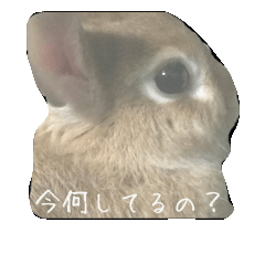 rabbit^^stamp