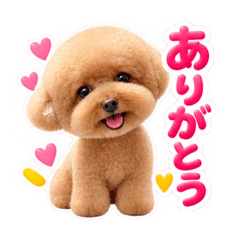 Fluffy Toy Poodle Everyday Sticke