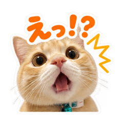 popo_20260825135417