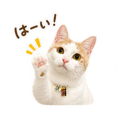 hana_20260825143944