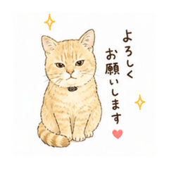 moko_20260825153137