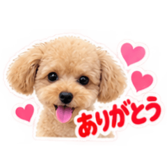 marron_20260825155318