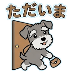 Fluffy Schnauzer: Daily Expressions