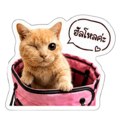 chunchanoks._20260825124108