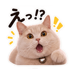 Ren_20260825174310