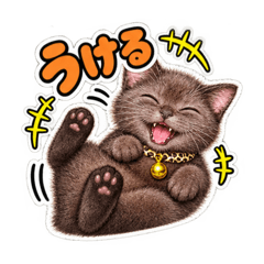 Cute cat Ruu.
