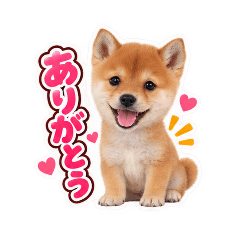 VeryCute SHIBA