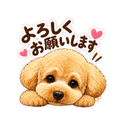 Fluffy Toy Poodle - Daily