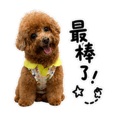 Tango的搗蛋小日子 第二天