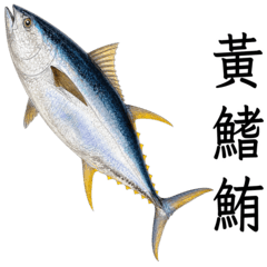 Sea fishing species 2