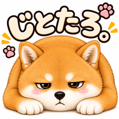 Jitotaro. Shiba inu with narrowed eyes