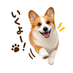 kawaiicorgi