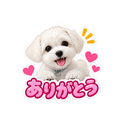 aoi_20260825203927