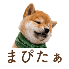 Mapitaa the Shiba - Mofumofu Weather