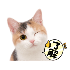 hana_20260825220809