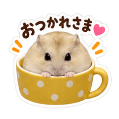 Hana_20260825220735