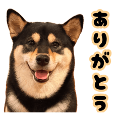 Black Shiba_cute Tsumu